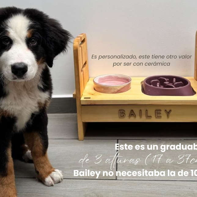 Graduable Shamel (Solo cachorros)