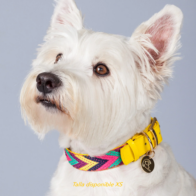 Collar Colorful Amarillo