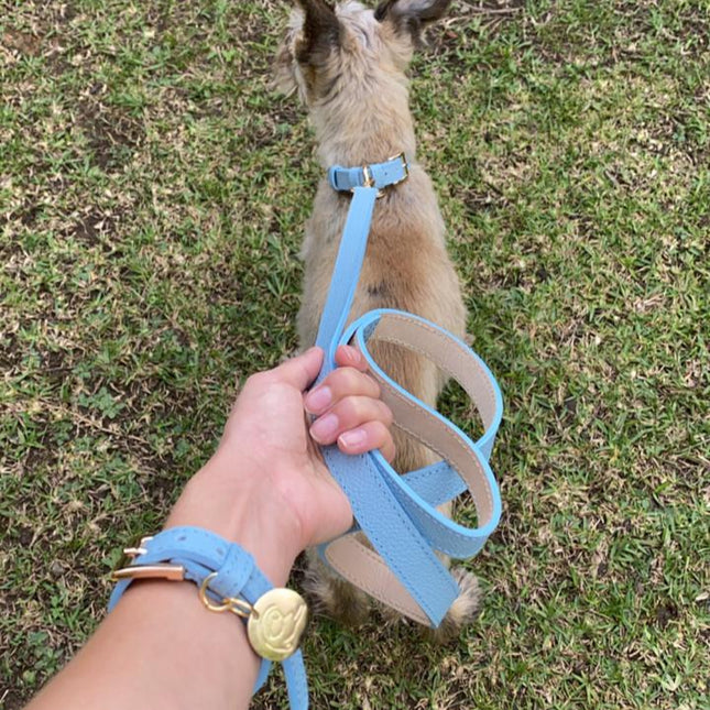 Collar + Correa Blue Sky