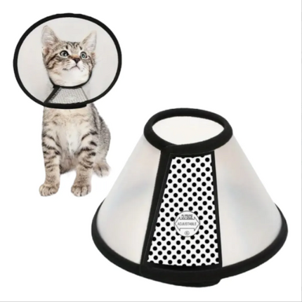 Collar isabelino Cono