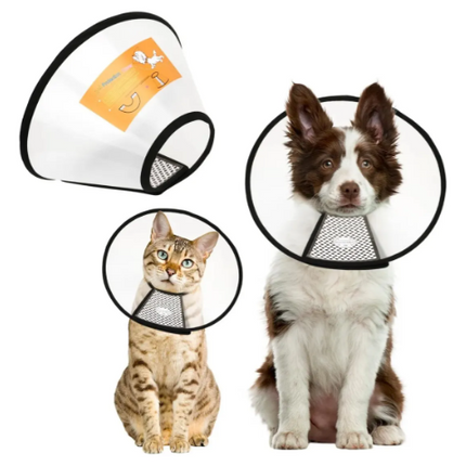 Collar isabelino Cono