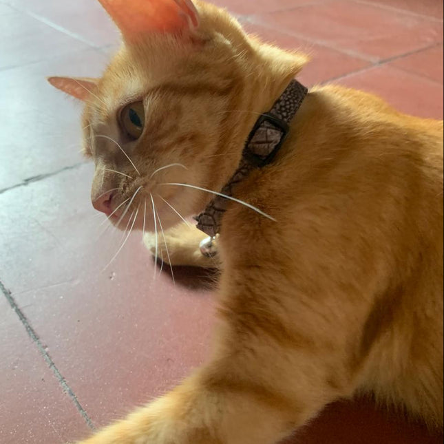 Collar Antiahogo Gatuno