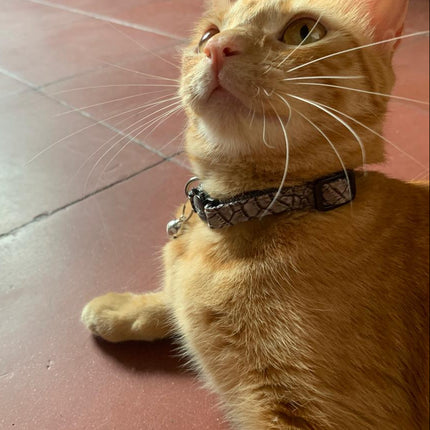 Collar Antiahogo Gatuno