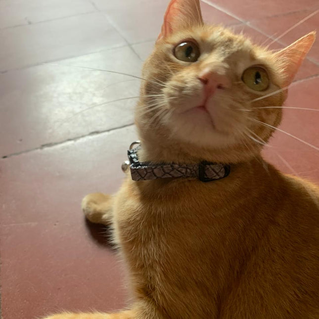 Collar Antiahogo Gatuno