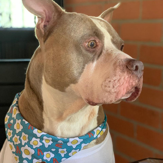 Pañoleta Huevos y Tocino