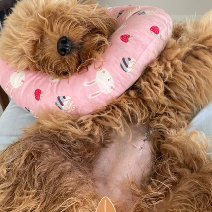 Collar isabelino Almohada