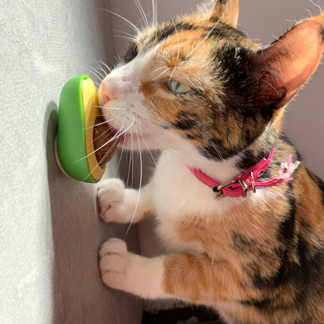 Avocado Cat