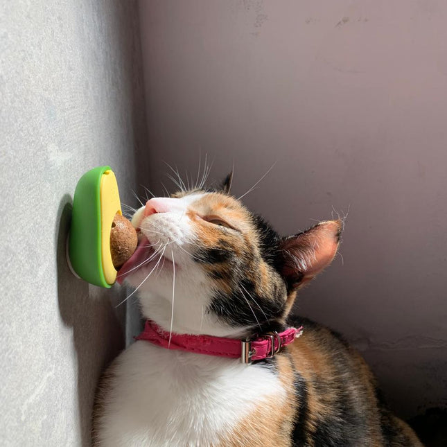 Avocado Cat