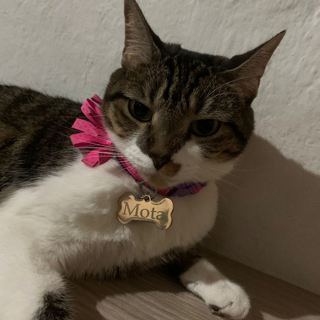 Placa de identificación