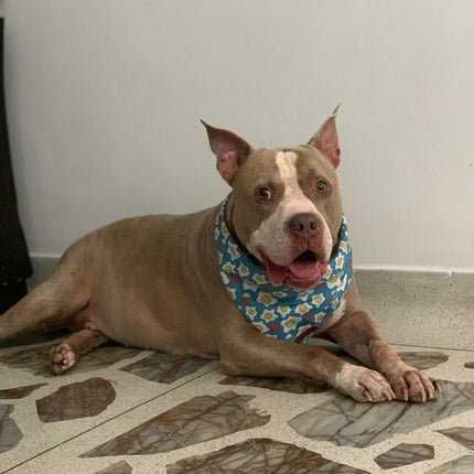 Pañoleta Huevos y Tocino